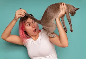 Почему у кота краснеет попа