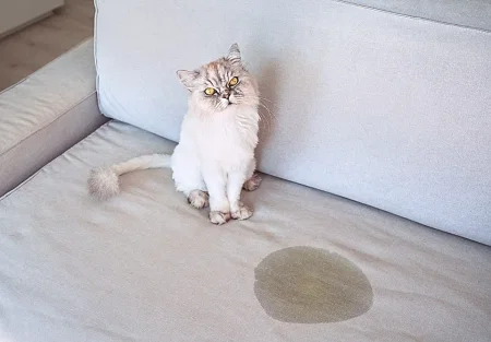 Почему кошки метят мебель