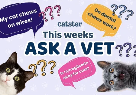 Почему коты жуют провода и другие беды