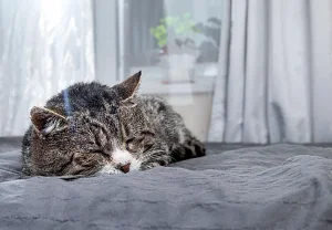 Когда кот меняет привычки