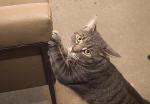 Как спасти мебель от кошачьих когтей