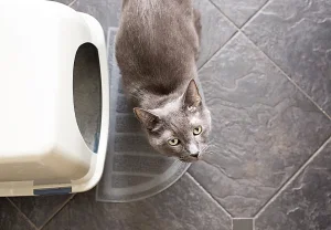 Почему от кошачьего туалета спасает только противогаз