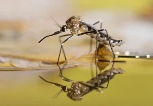 Нашествие без правил