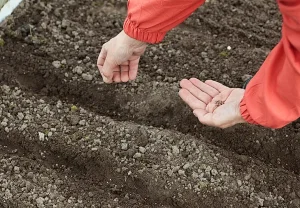 Почему морковь не всходит