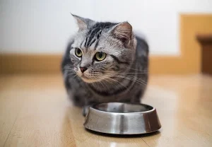 Тайные склады корма