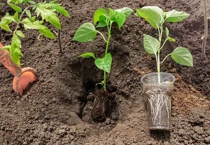 Поздний перец: спасаем урожай