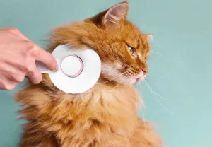 11 лучших щеток для кошек в 2025 году – Обзоры и лучшие рекомендации