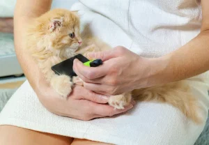 Как расчесать кота: 8 проверенных шагов от ветеринаров