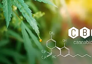 Один приём CBD снижает тягу к алкоголю и активность мозга у алкоголиков