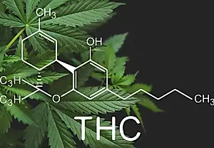 THC вносит хаос в мозг: как каннабис перестраивает мышление молодых