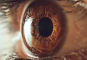 Estudio: la mirada del piloto revela su función