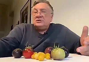Qué tomates resistirán al tizón tardío: la experiencia de Tumanov