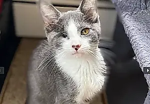 Gatos extraños y sus héroes