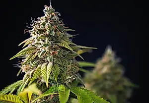 Estrés por frío y THC
