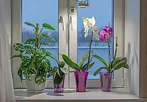 Cómo devolver la vida a las plantas