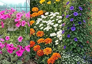 Flores de Drummond contra ásteres