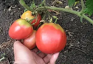 Cómo domar los tomates altos