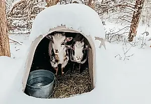 Partos invernales: reglas para sobrevivir