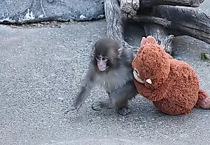 Punch, el pequeño mono de la gran red