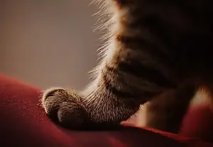 Cómo elegir tejidos para no llevar al gato puesto