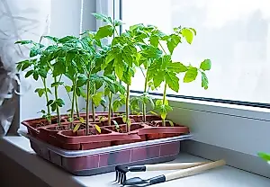 Enero: toca acercarse a los tomates