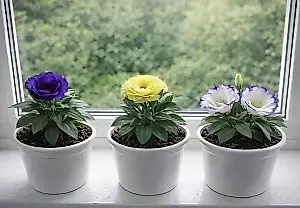 Eustoma: mejor que una rosa, pero más exigente