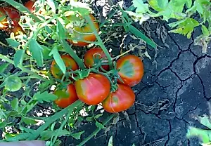 Las mejores variedades de tomates altos para invernadero en 2026: la selección de un agrónomo