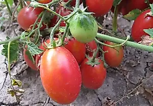 Las mejores variedades de tomates cherry para el huerto: consejos de una agrónoma