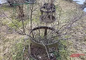 Смородина, которой не всё равно