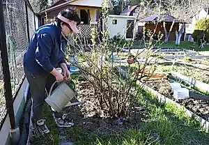 Qué dar de comer a los groselleros en primavera