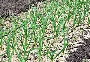 Cómo cultivar ajos como puños