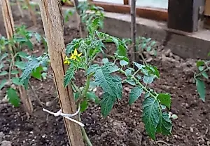 El método de Terentyev para plantar tomates de porte alto