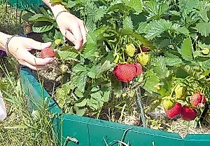 Monstruos del huerto: cómo las redes neuronales han llevado a los jardineros a la desesperación