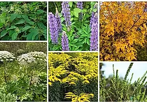 Plantas invasoras: invasores silenciosos