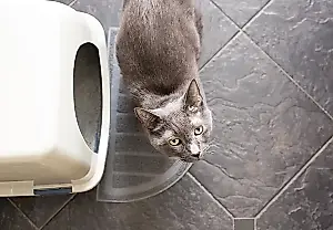 Por qué para librarse del arenero del gato hace falta una máscara antigás