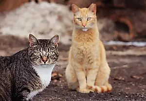 Qué necesitan los gatos ferales