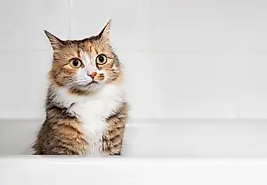 Cuando se acaba el champú, pero el gato sigue ahí