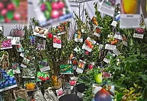 Estafas en el huerto