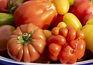 Por qué cultivar tomates rosas