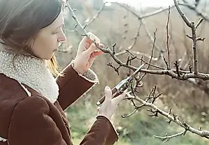 La poda tardía de los árboles