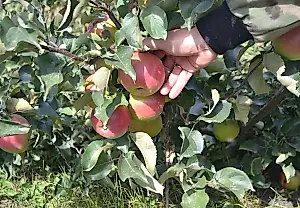 Un agrónomo explica por qué hay que «sacrificar» parte de la cosecha por el bien del árbol
