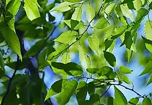 La fruta caída amenaza el jardín en julio: consejos de una agrónoma