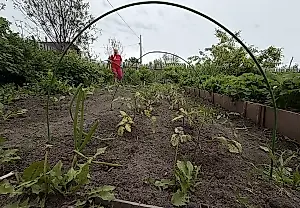 Какие сорняки на даче приносят пользу
