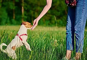 Опасная вода: как не отравить кота и собаку на даче