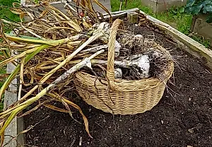Cinco formas fiables de saber cuándo toca sacar los ajos de invierno