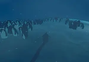 Engadget Indie Pitch: Penguin Colony