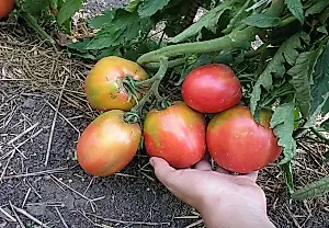 Las variedades de tomate más dulces, según el agrónomo Terentiev