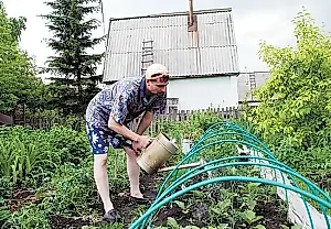 Как спасти растения на даче от жары: экспертные советы