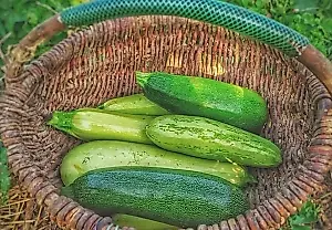 ¿Cuándo y por qué hay que podar los calabacines en julio? Consejos de la experta jardinera Samoilova