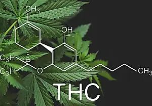 Sorprendentes efectos del cannabis antes del nacimiento: ratas adolescentes y alcohol